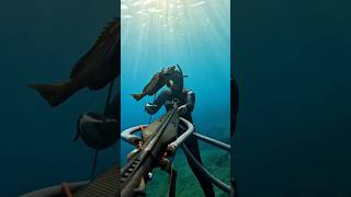 Πλανάρω Με ΣΤΗΡΕΣ σε ένα μαγικό βυθό  🔥🌊🌊#fishing #ψαρεμα #spearfishing #yt #shorts