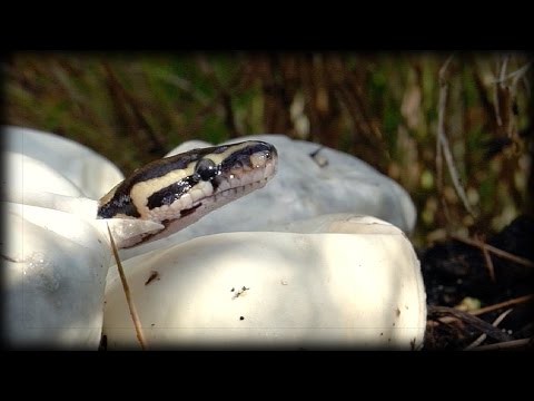 Pythons Hatching 03 Music