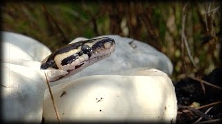 Pythons Hatching 03 Music