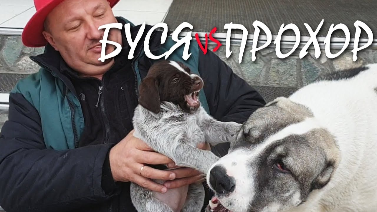 ⁣БОЙ: АЛАБАЙ против ДРАТХААРА