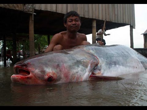 Giant man eating catfish