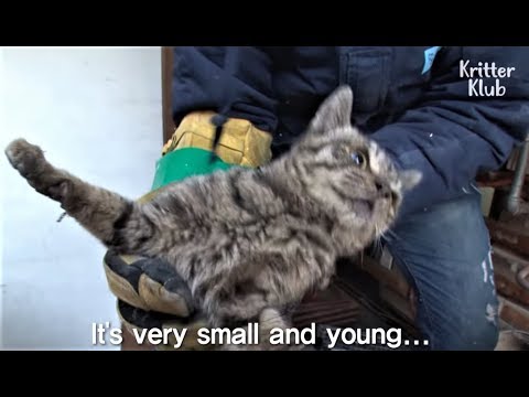 Video: Schok Door Hartfalen Bij Katten