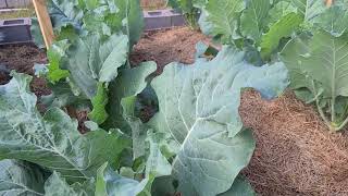 Can You Eat Broccoli And Cauliflower Leaves?  Yes!  Delicious!! Zone 9B