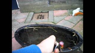 Grondbloem In Het Water