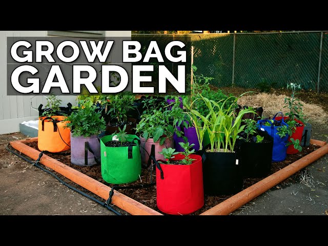 Start a Grow Bag Garden and Water It EASILY