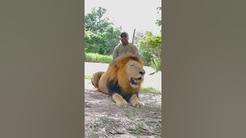 Dimanche relax avec Bougane Guèye Dany, en compagnie de lions...