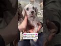 WIRTZ IS RUNNING OUT OF TIME… PLEASE DON’T LOOK AWAY #usa #canada #rescue #london #uk