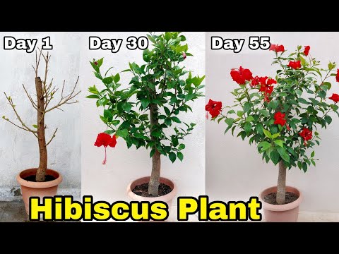 Video: Sone 5 Hibiscus Plants - Dyrking av hardfør Hibiscus I Sone 5