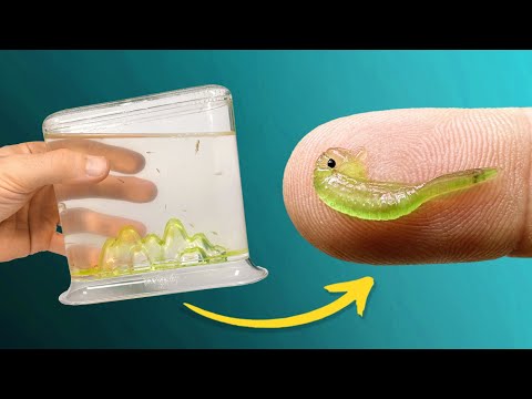 Aqua Dragons Hatch