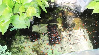 Aquarium (Dumbo Redtail Halfmoon Guppies) After 18 months 😍