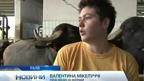 На итальянской ферме делают сыр из молока буйволов