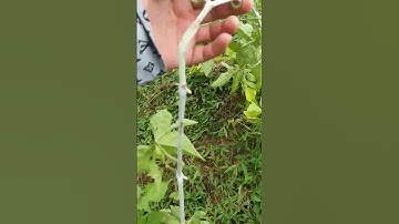 cây Chìa Vôi chữa xương khớp#covenduongvlogs #caythuocnam #caythuocvietnam #shorts #short