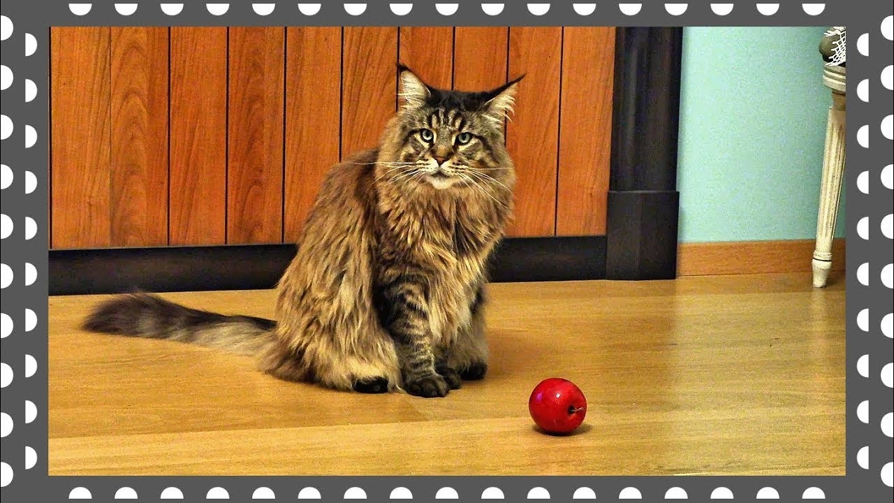 Кот вилли