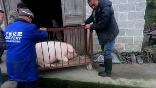In the countryside, uncle helps his mother-in-law kill pigs
