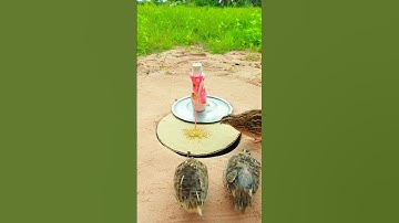 New Simple Bird Trap - Creative Easy Quail Trap #shorts