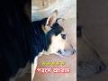 Comfort in Summer #short #dog #funny