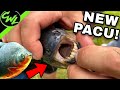 NEW RED BELLIED PACU PACK!!!