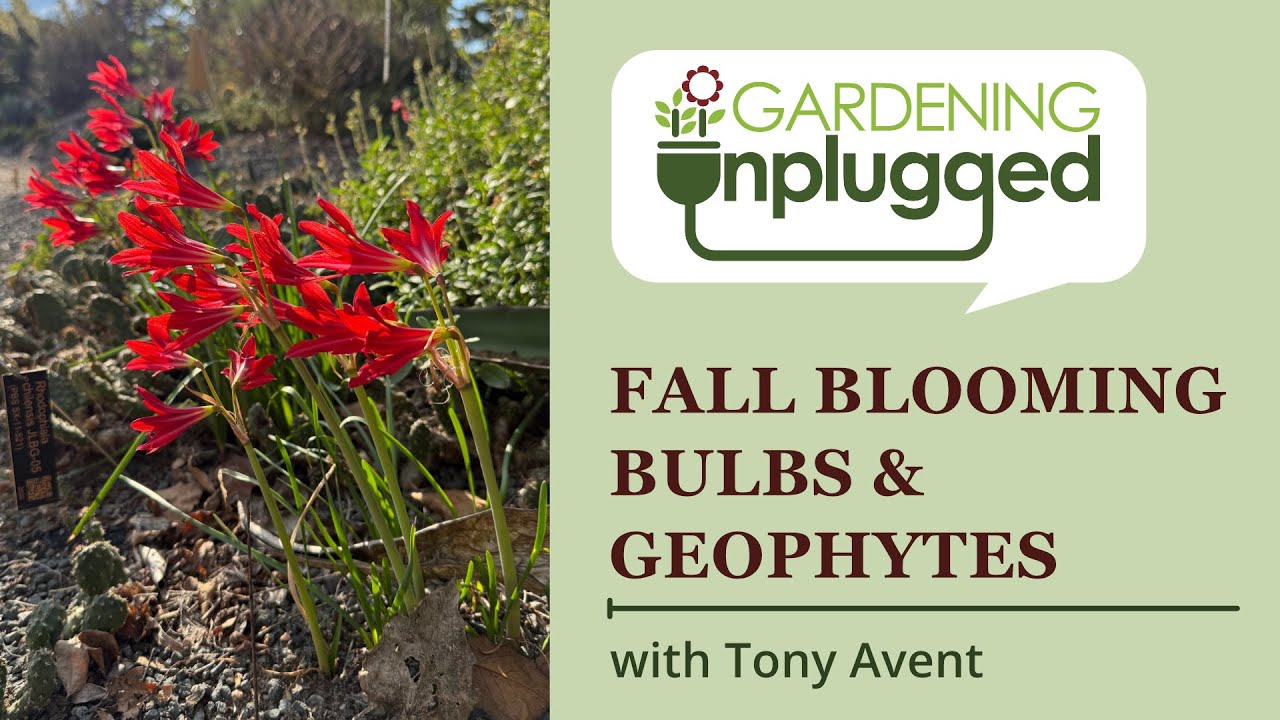 Садоводство без подключения: осенние луковичные растения и геофиты с Тони Авентом