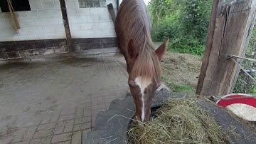 First Video Test: Xiaomi Yi Lite Action Cam (Video and Pictures)