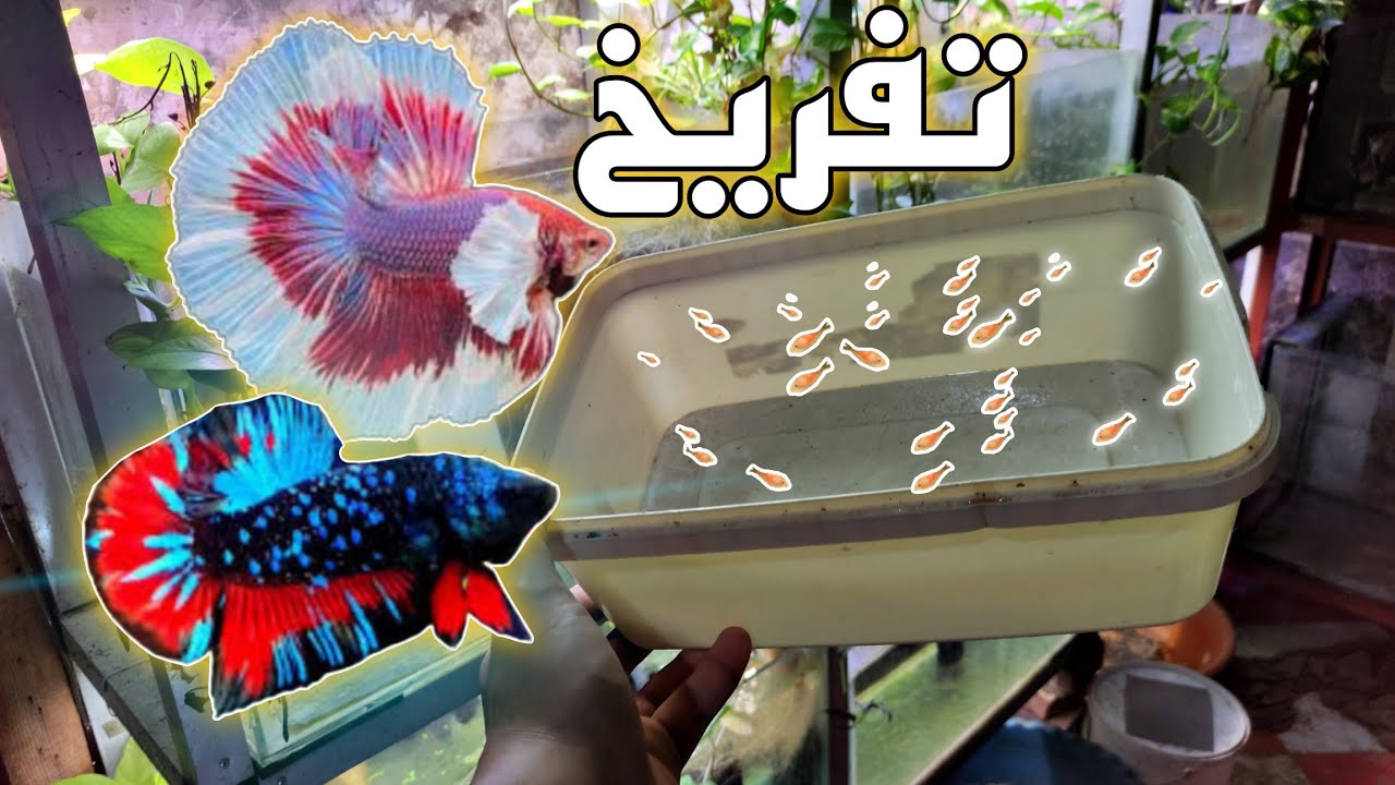 تفريخ اسماك الفايتر تجاريا 🤑 بدون معدات breeding betta fisf