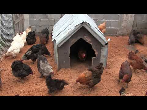 მამლის ყივილი უფრო შორ მანძილს გაივლის თუ ნებისმიერი იარაღი, რასაც ადამიანი ხელში დაიკავებს.