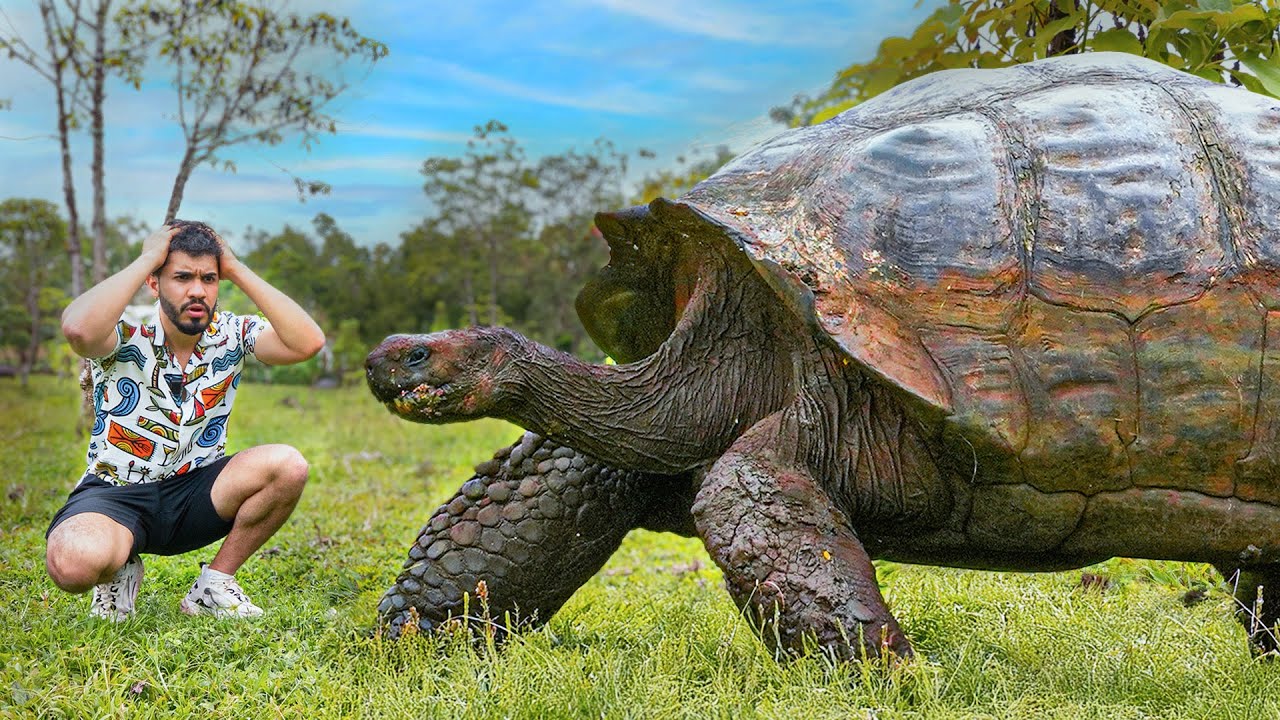 La isla de las TORTUGAS GIGANTES: GALÁPAGOS (1/3)
