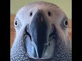 Shrock - Apollo and Frens Sound Effect