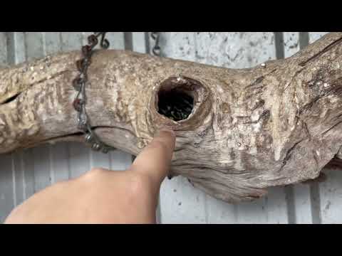 Snake picking birds off one by one in their own cage!