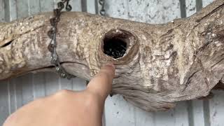 Celebrity Snake picking birds off one by one in their own cage! Profile