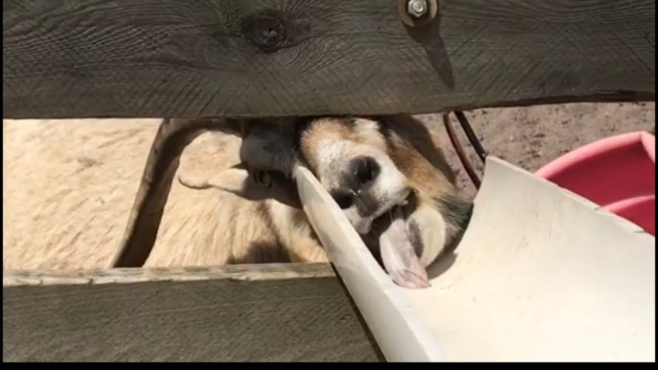 camera iphone 8 plus apk Hilarious llama eats with its tongue!