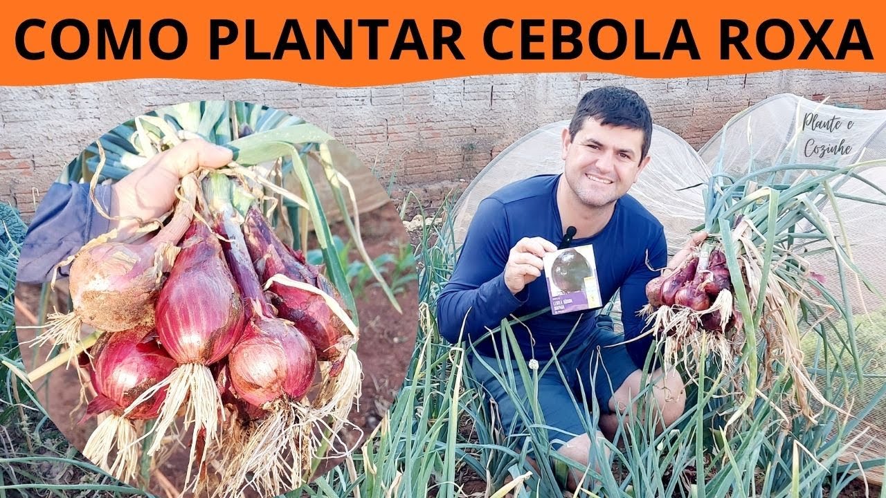 🧅 COMO PLANTAR CEBOLA ROXA: Passo a Passo Completo pra ter CEBOLAS GRANDES e SABOROSAS!