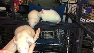Handling/Working with Skittish Rats - The "On Again, off Again" Game!