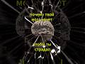 почему твой мозг хочет чтобы ты страдал?  #саморазвитие #отношения #психология #мышление #развитие
