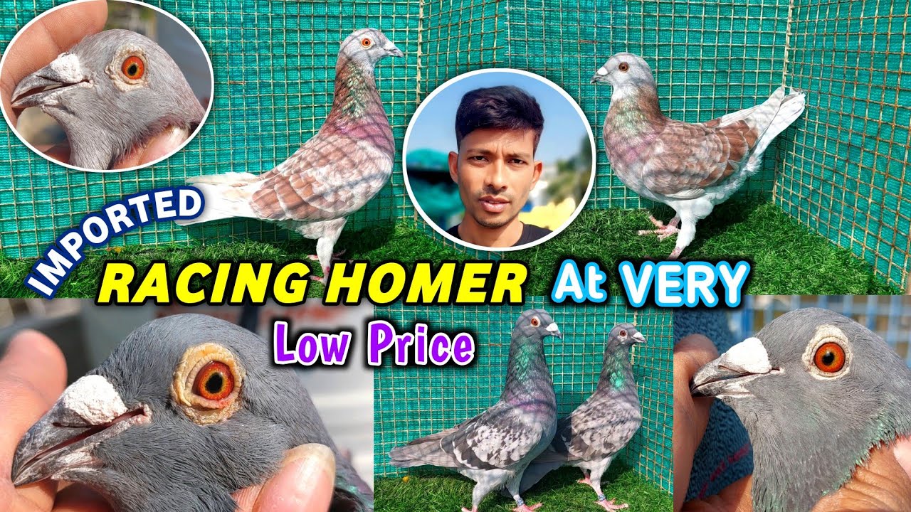 Racing Homer Pigeon Sale(2026)|Red Checker/BlueChecker/Blue Bar/Grizzle RacingPigeons Sale in INDIA 