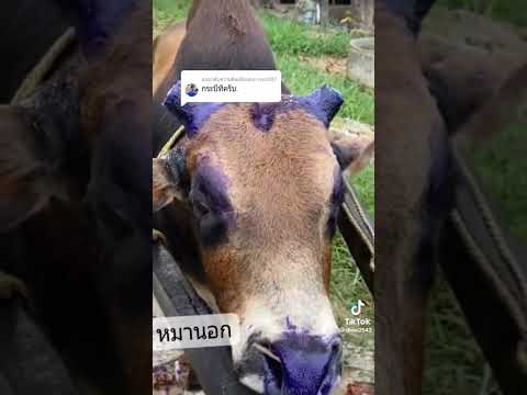 วีดีโอ: การแสดงปศุสัตว์และปศุสัตว์ในเท็กซัส
