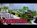 EASY BUILD Strawberry GUTTERS in the GREENHOUSE!