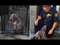 Esta Cachorra Maltratada Estaba Triste En El Refugio, Hasta Que Vio Al Héroe Que La Rescató