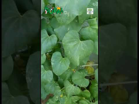 Growing Food In UAE Dubai Rain Urban Flooding Home Garden البستنة في الشرق الأوسط الخضروات