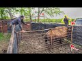 Working 'Big Joe' and THIS Happened! (Bison Handling Behind the Scenes)