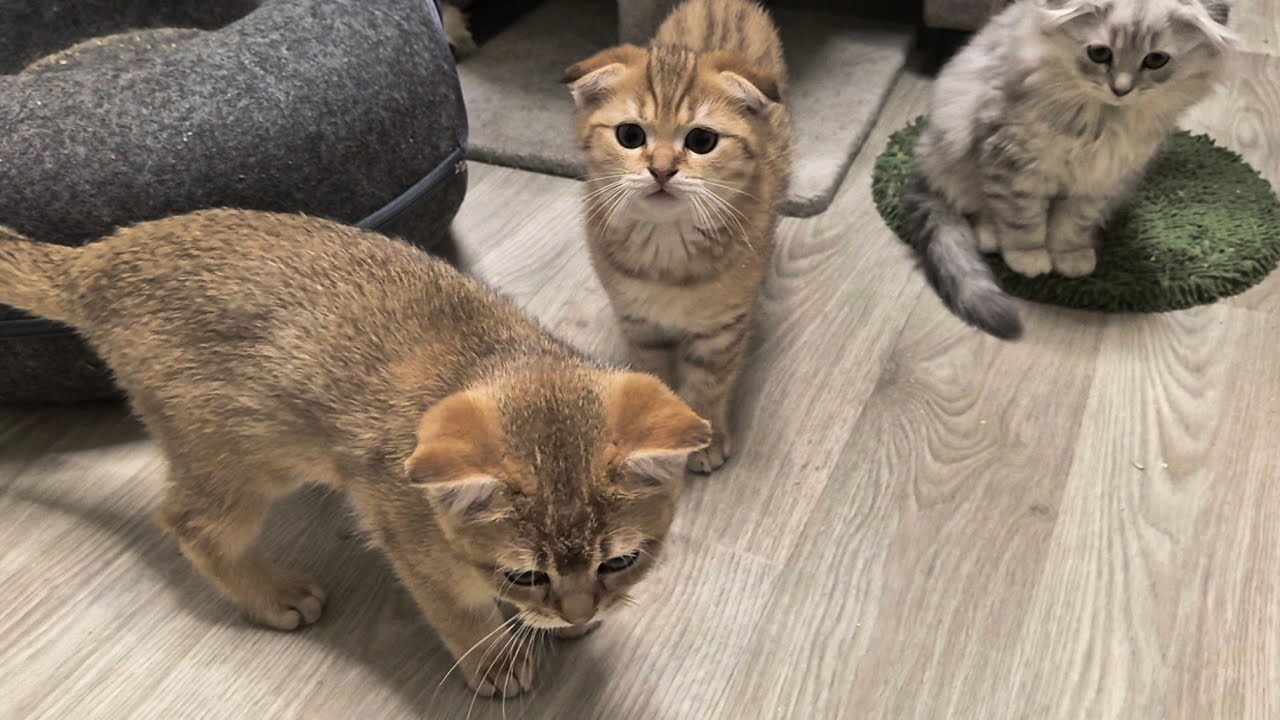 Батя и котики сами 😊 Элла в гостях 😊