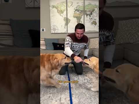 Video: Zlatý retriever