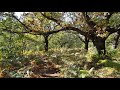 Forest with chestnuts trees in re shkodr  albania