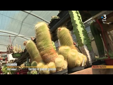 Vidéo: Cultiver des cactus Echinocereus : apprendre à cultiver des variétés de plantes Echinocereus