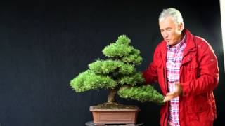 INTERNATIONAL BONSAI ACADEMY with Walter Pall 2013 - Case Study 11/ Pinus nigra 'Lara'