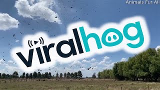 Strange Weather Creates Bizarre "Haynado" || ViralHog