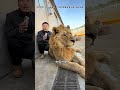 刚想拍狮子撒娇 他给我表演了个 碎屏特效 专业行为 请勿模仿 狮子 抖音商城 动物成精 饲养员日常 刚想拍狮子撒娇 他给我表演了个 碎屏特效 专业行为 请勿模仿 狮子 抖音商城 动物成精 饲养员日常