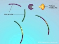 Mechanisms of Action of Protease Inhibitors (PIs)