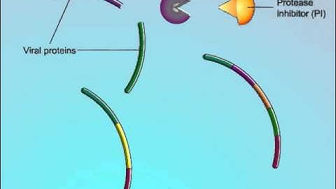 Mechanisms of Action of Protease Inhibitors (PIs)