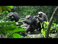 The amazing loango chimpanzee, Gabon.