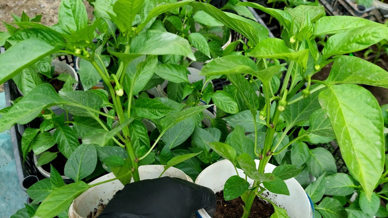 Висадка перцю. Перше підживлення у відкритому ґрунті.